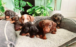 Dachshund dogs for sale: Lovely purebred Dachshund❤️💚🩵 - Image 2