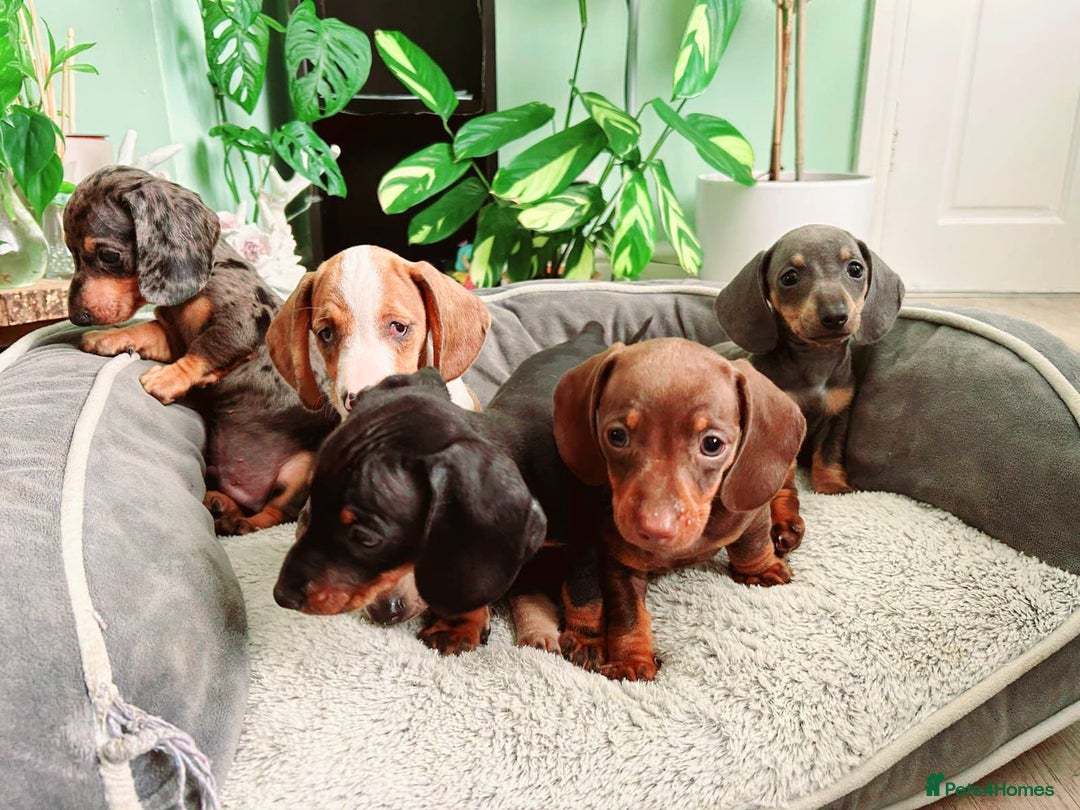 Dachshund dogs for sale: Lovely purebred Dachshund❤️💚🩵 - Image 2