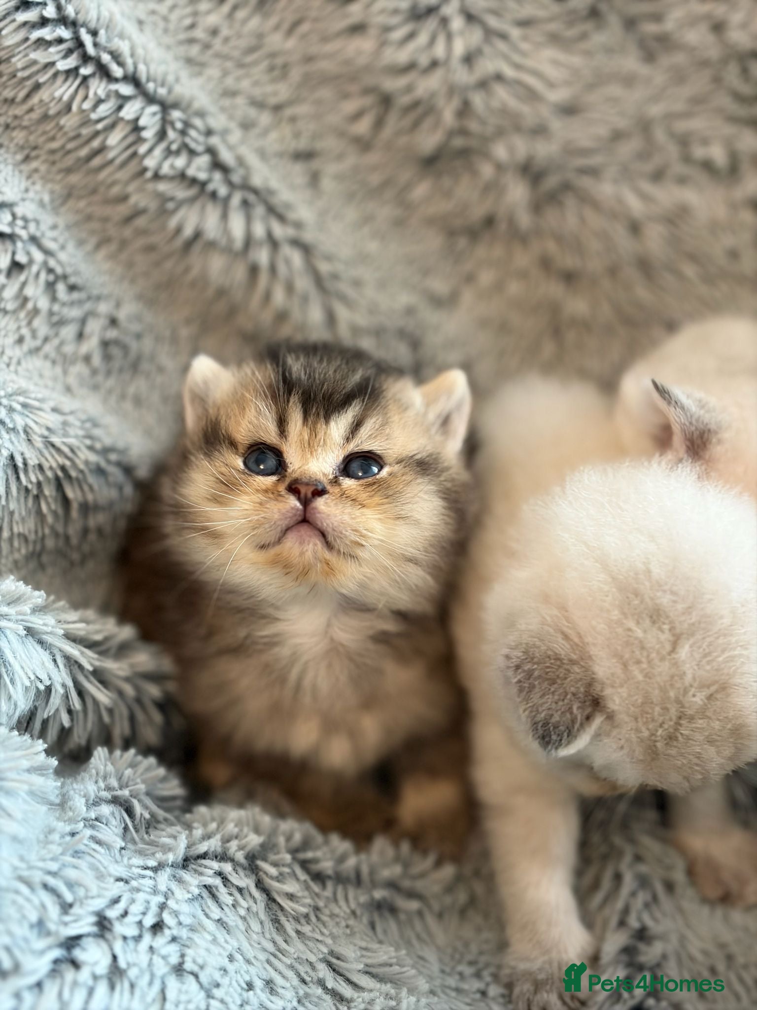 British Shorthair cats GCCF BSH colour point kittens  - Advert 2