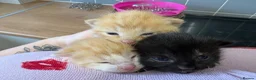 Mixed Breed cats for sale: 3 Beautiful kittens - Advert 2