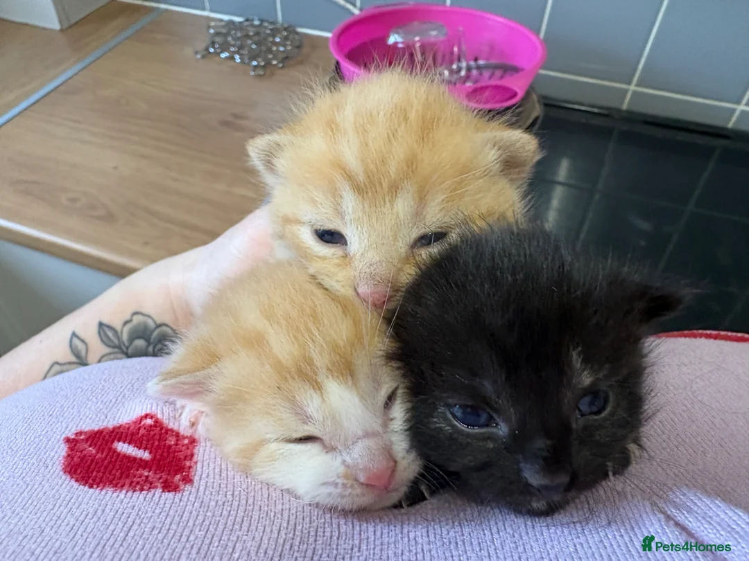 Mixed Breed cats for sale: 3 Beautiful kittens - Advert 2