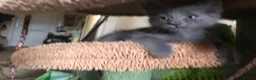 Mixed Breed cats for sale: Our Russian Dolls – Russian Blue × Ragdoll Kittens - Advert 26