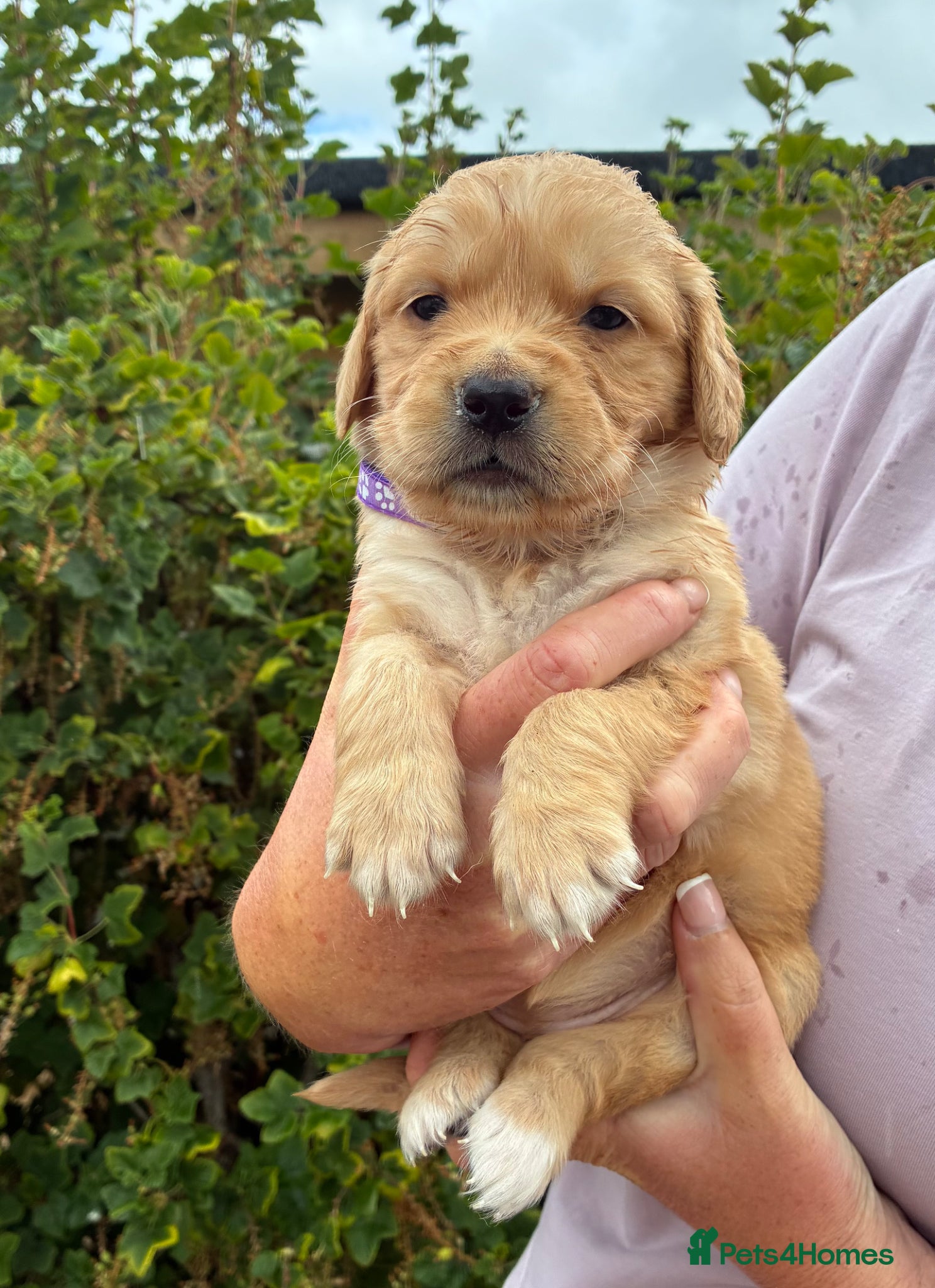 Golden Retriever Puppy 9