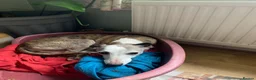 Whippet dogs for sale: WHIPPET - Advert 4