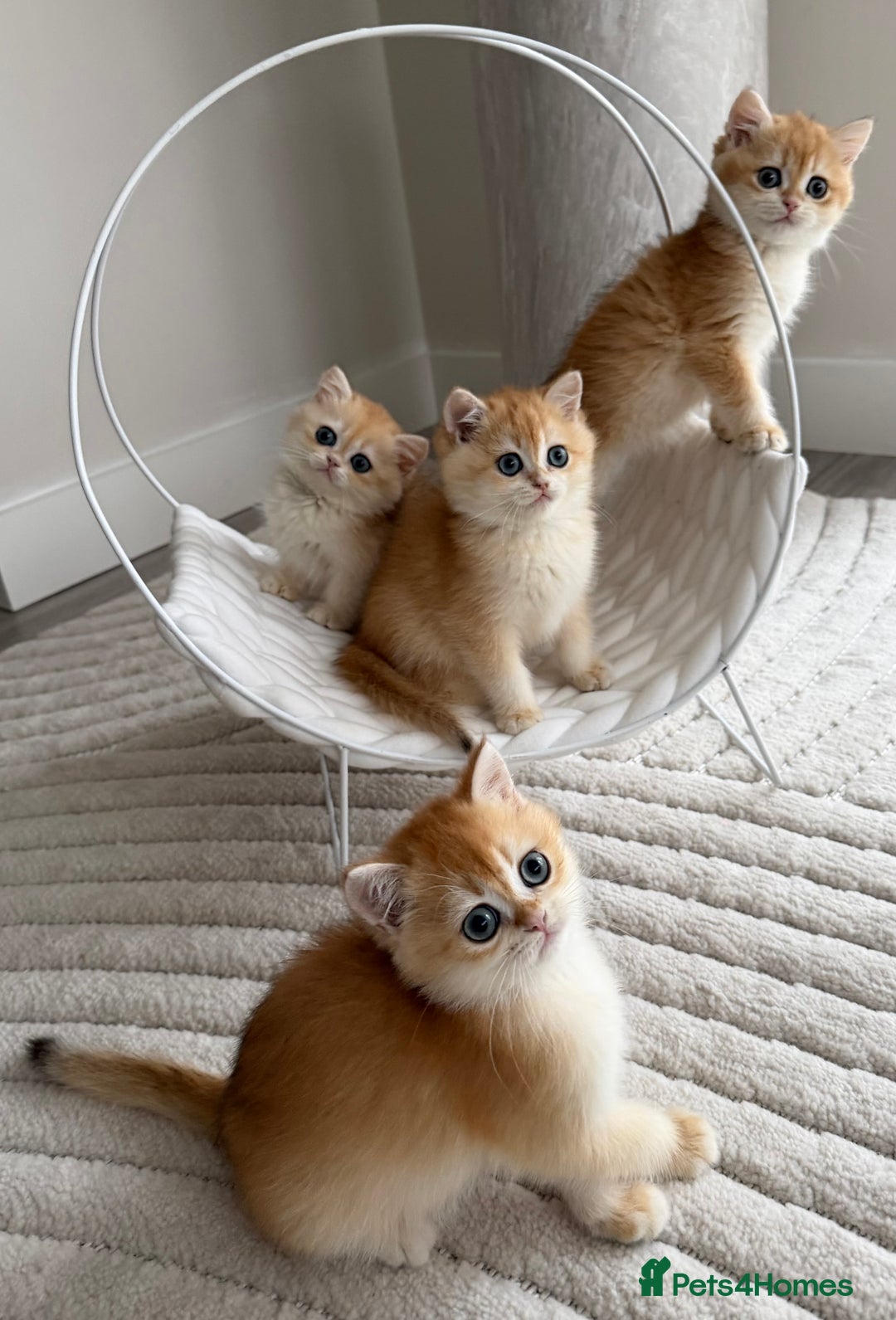 British Shorthair cats for sale: Golden British shorthair kittens - Advert 6