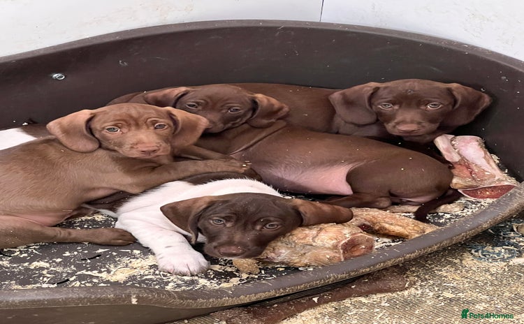 Dachshund dogs - Advert 13