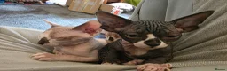 Sphynx cats for sale: Beautiful pedigree sphynx kitten HCM clear parents - Advert 7