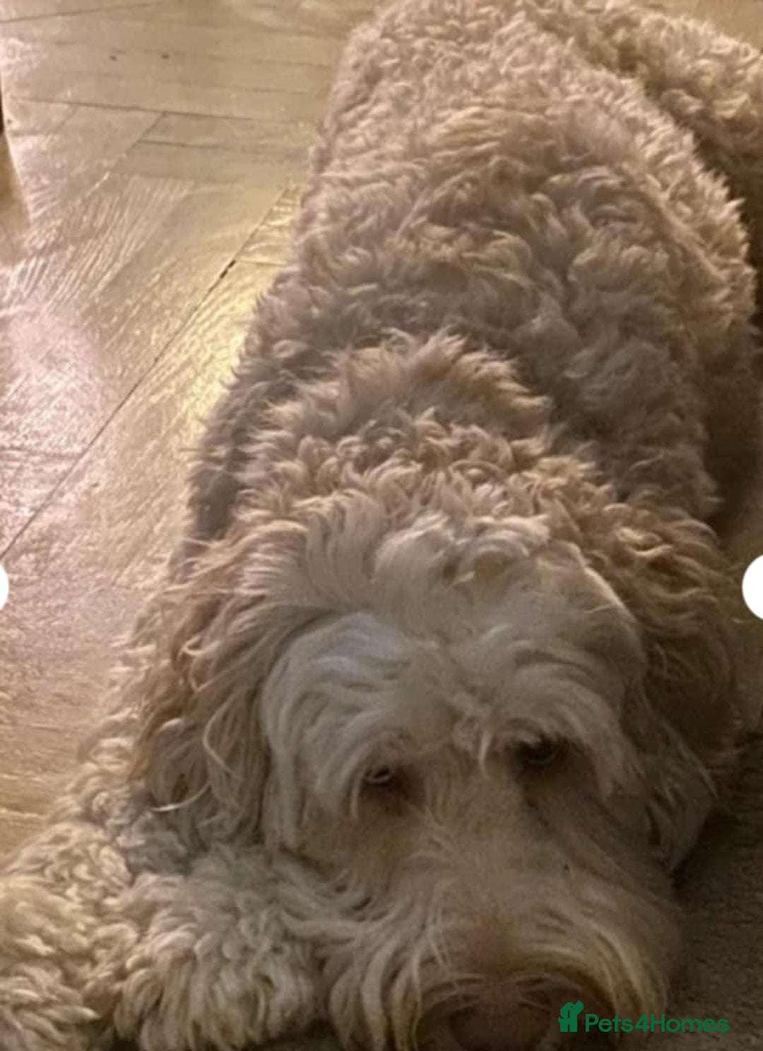 Mixed Breed dogs for sale: Miniature Mountain Australian Bernedoodles  - Advert 9