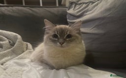 Ragdoll cats for sale: Beautiful 8 Month Old Ragdolls – Loving Homes Only - Image 2