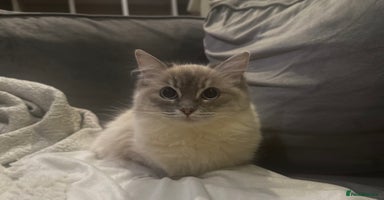Ragdoll cats - Advert 6