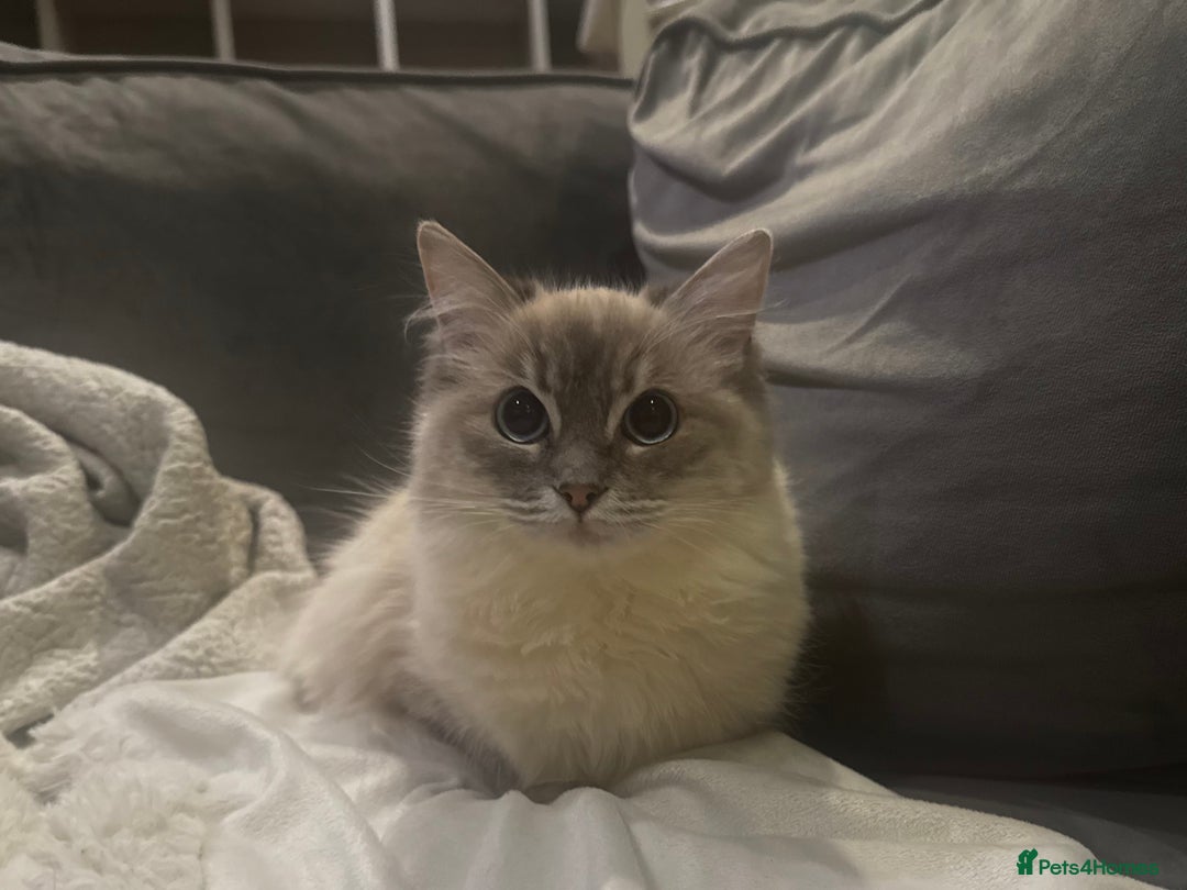 Ragdoll cats for sale: Beautiful 8 Month Old Ragdolls – Loving Homes Only - Image 2