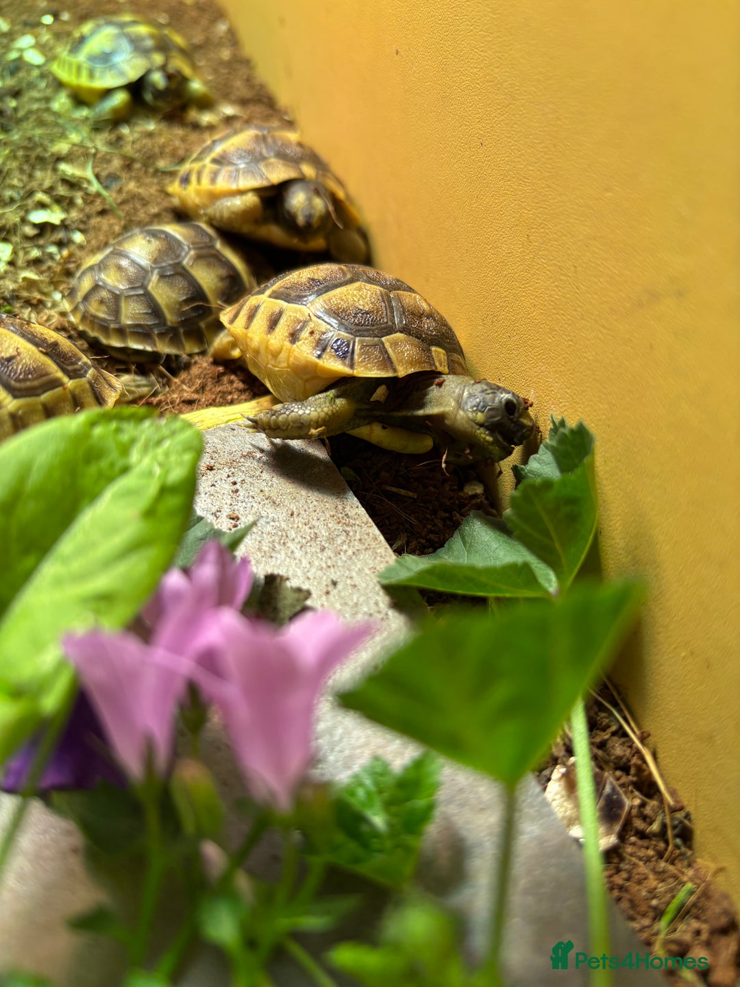 Tortoise reptiles for sale: Baby Spurthigh Tortoises - Image 2