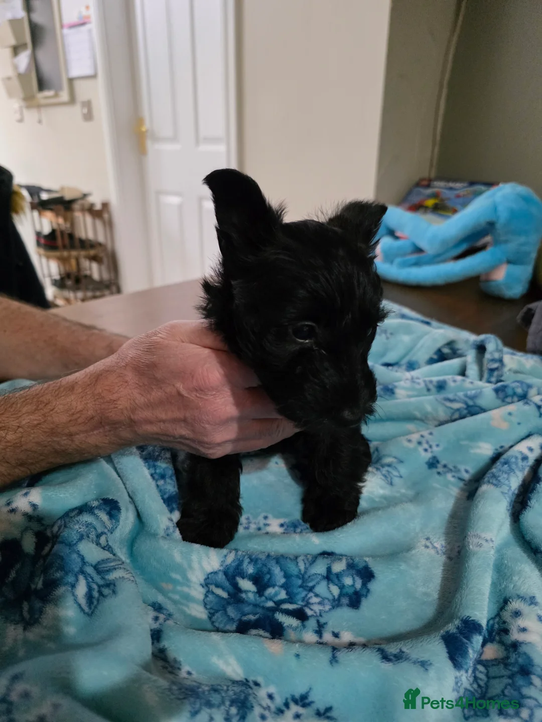 Mixed Breed dogs for sale: Scoland terrier  - Advert 6