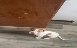 Mixed Breed dogs for sale: staffordshire bully x springer open to any offers - Image 2