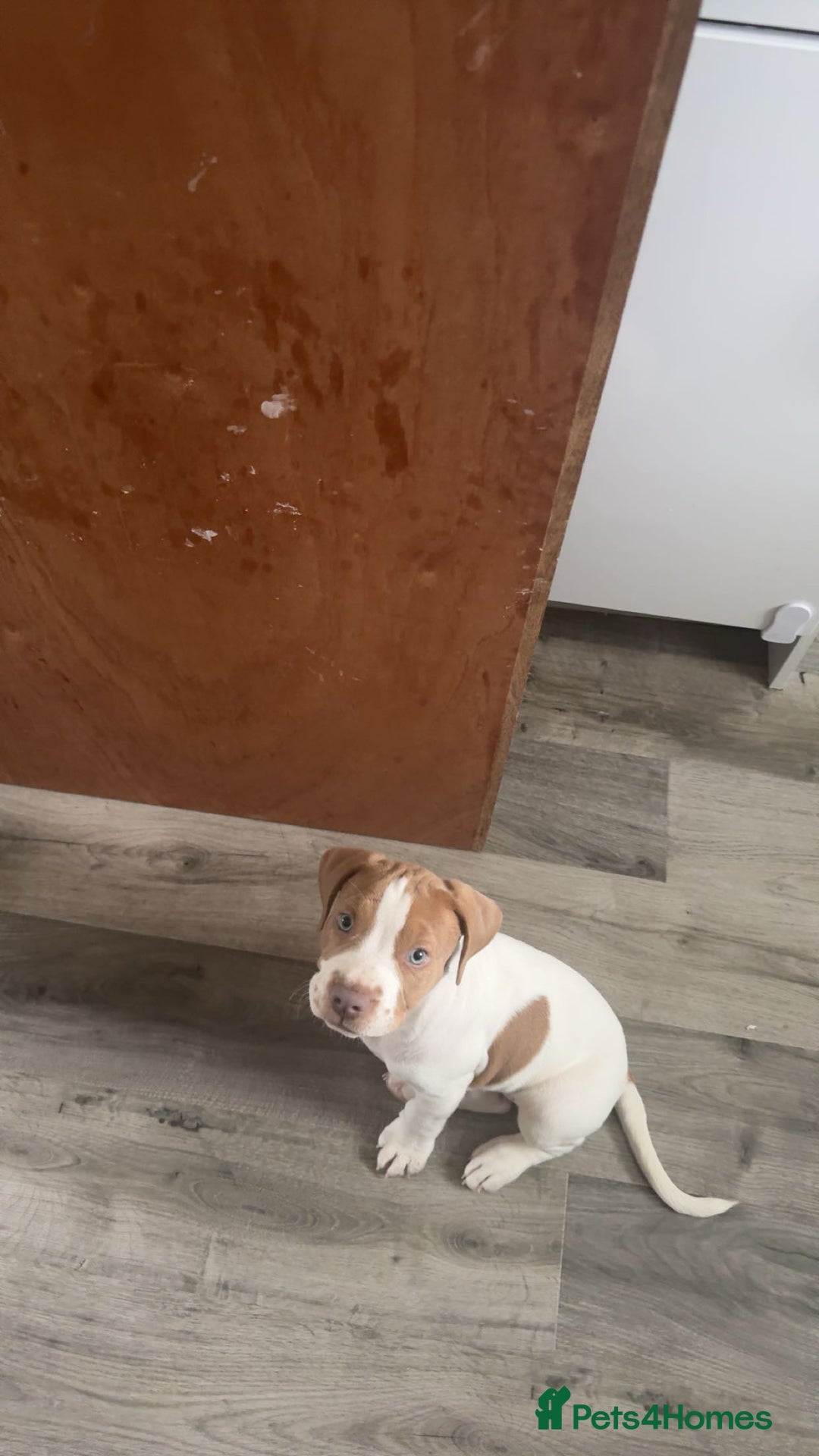 Mixed Breed dogs for sale: staffordshire bully x springer open to any offers - Image 2