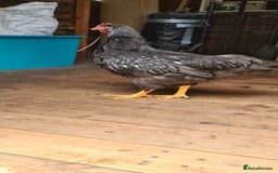 Chickens poultry for sale: 1 Male Double silver laced Barnevelder  - Image 5