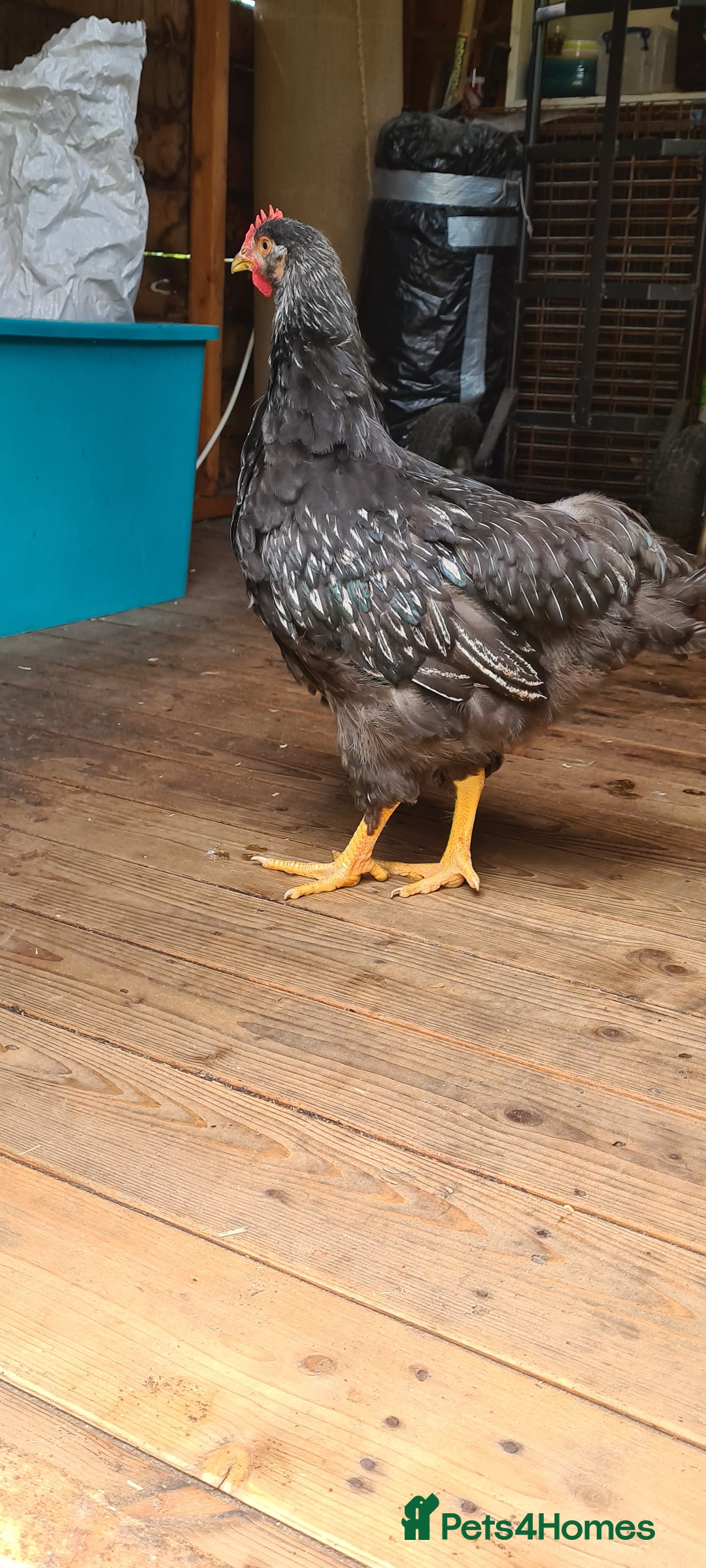 Chickens poultry for sale: 1 Male Double silver laced Barnevelder  - Image 5