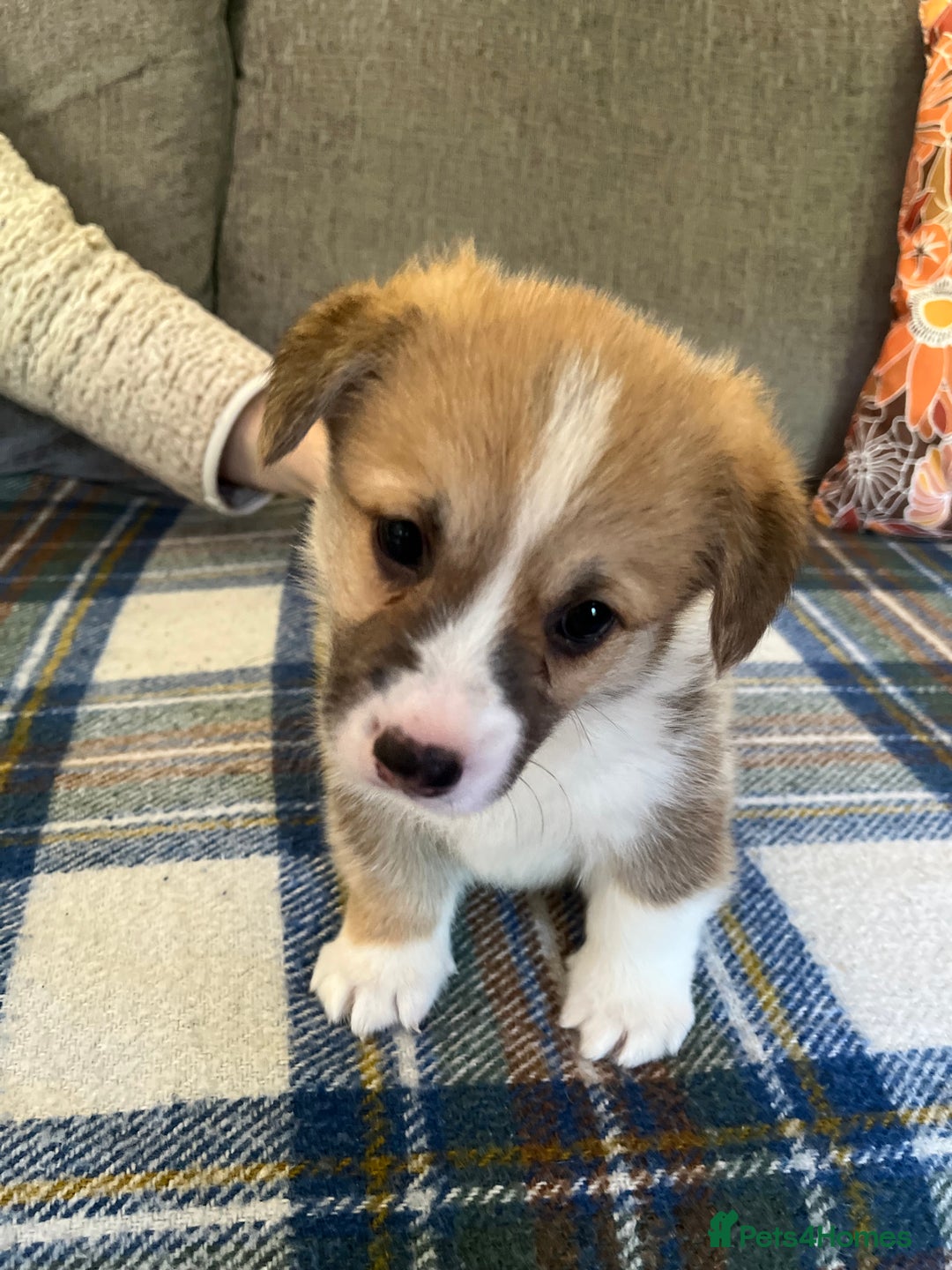 Welsh Corgi Pembroke dogs for sale: KC registered Pembrokeshire corgi puppy  - Image 1