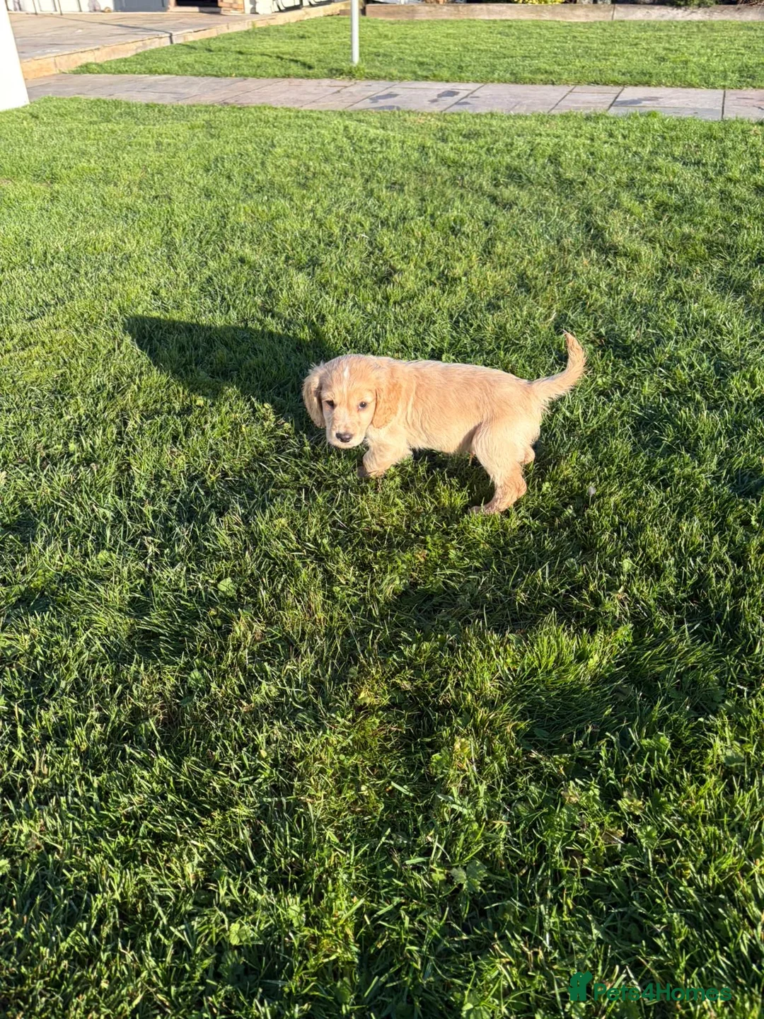 Cocker Spaniel dogs for sale: Cocker spaniels - Advert 5