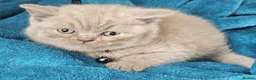 British Shorthair cats for sale: British shorthair kittens for sale - Advert 10