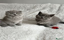 Scottish Fold cats for sale: Scottish fold and straight kittens  - Image 7