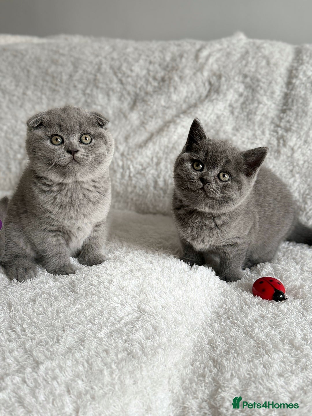 Scottish Fold cats for sale: Scottish fold and straight kittens  - Image 7
