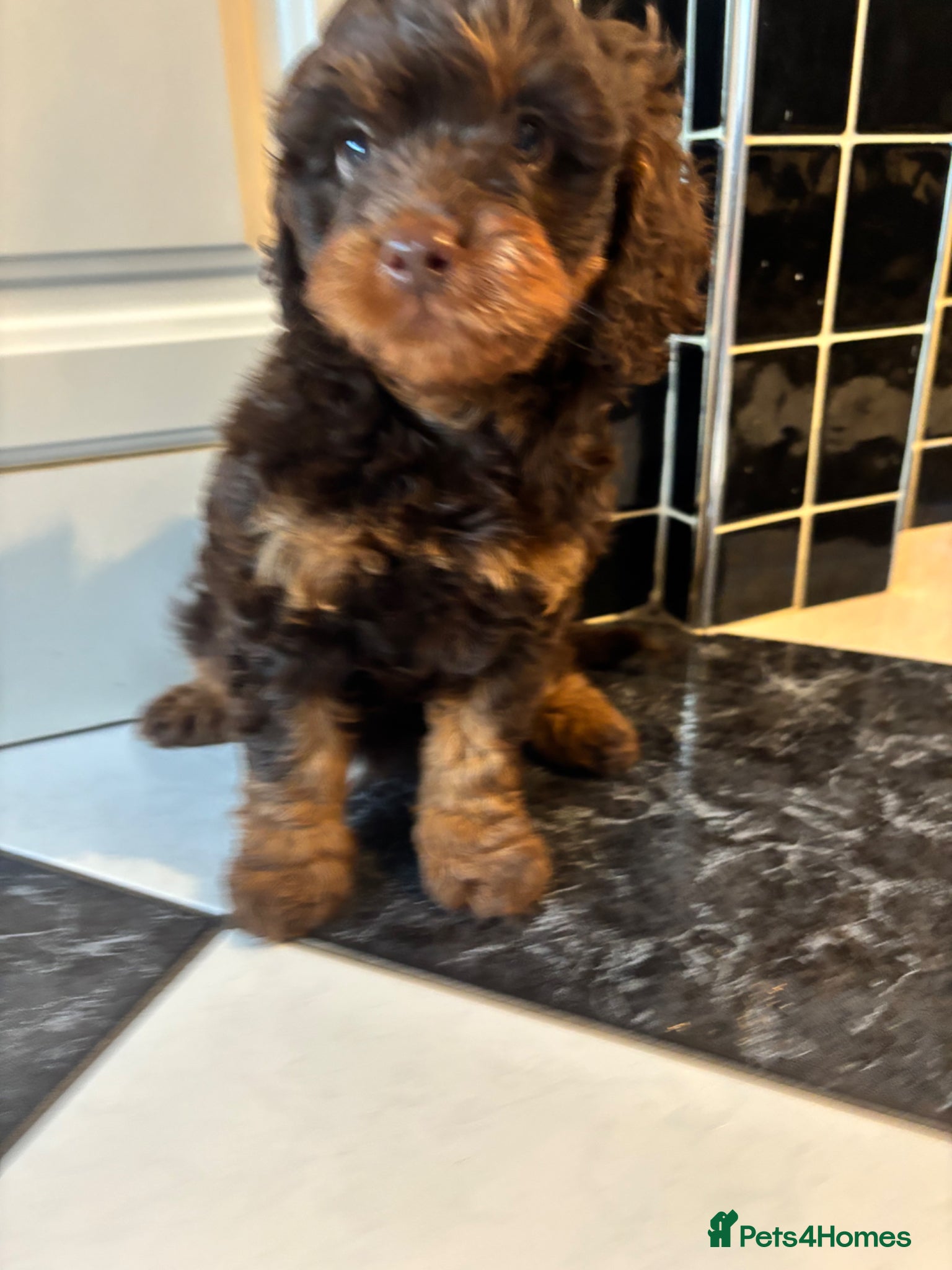 Cavapoo dogs Chocolate Phantom Cavapoo puppies  - Advert 8