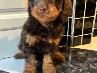 Cavapoo dogs Chocolate Phantom Cavapoo puppies - Advert 8