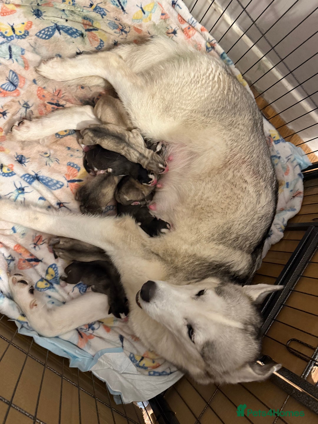 Siberian Husky dogs for sale: Siberian husky  - Image 10