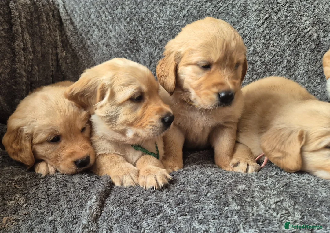 Golden Retriever dogs for sale: Beautiful KC Reg Golden Retrievers - Advert 11