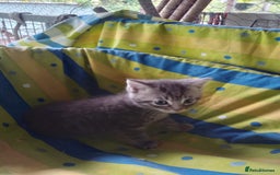 Mixed Breed cats for sale: RAGDOLL CROSSBREED KITTENS - Image 2