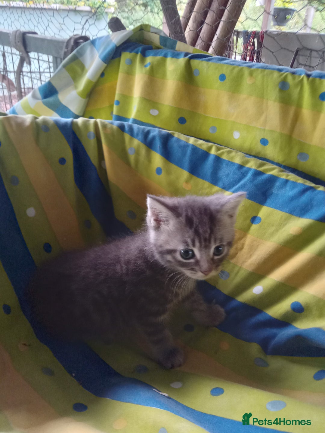 Mixed Breed cats for sale: RAGDOLL CROSSBREED KITTENS - Image 2
