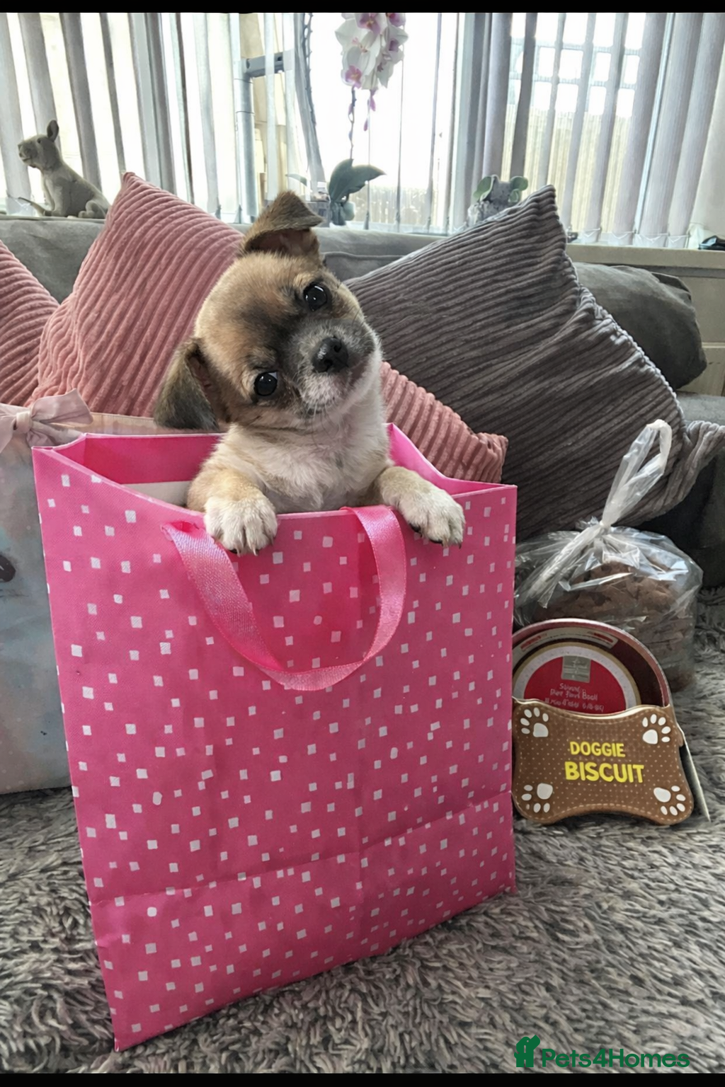 Chihuahua dogs Full pedigree Chihuahua puppies READY NOW  - Advert 14