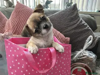 Chihuahua dogs Full pedigree Chihuahua puppies READY NOW - Advert 14