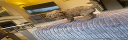 Mixed Breed dogs for sale: Toy poodle and miniature poodle mix puppies  - Advert 10