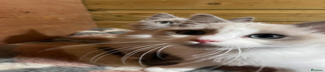 Ragdoll Kitten 3