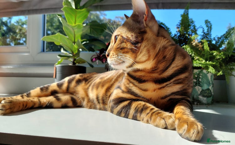 Bengal cats in Harlow - Advert 1