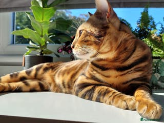 Bengal cats Impressive Stud Bengal TICA WCF reg in Harlow - Advert 5
