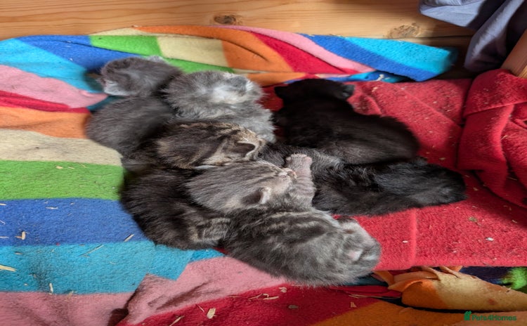 Mixed Breed cats - Advert 12