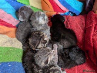 Mixed Breed cats - Advert 9