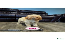Cavapoo dogs for sale: Adorable Cavapoos ready for their new families 🐾 - Image 12