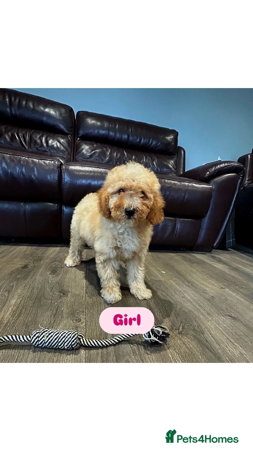 Cavapoo dogs for sale: Adorable Cavapoos ready for their new families 🐾 - Image 12