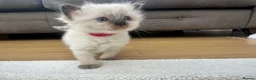 Ragdoll cats for sale: Ragdoll kittens *one female left* - Advert 27