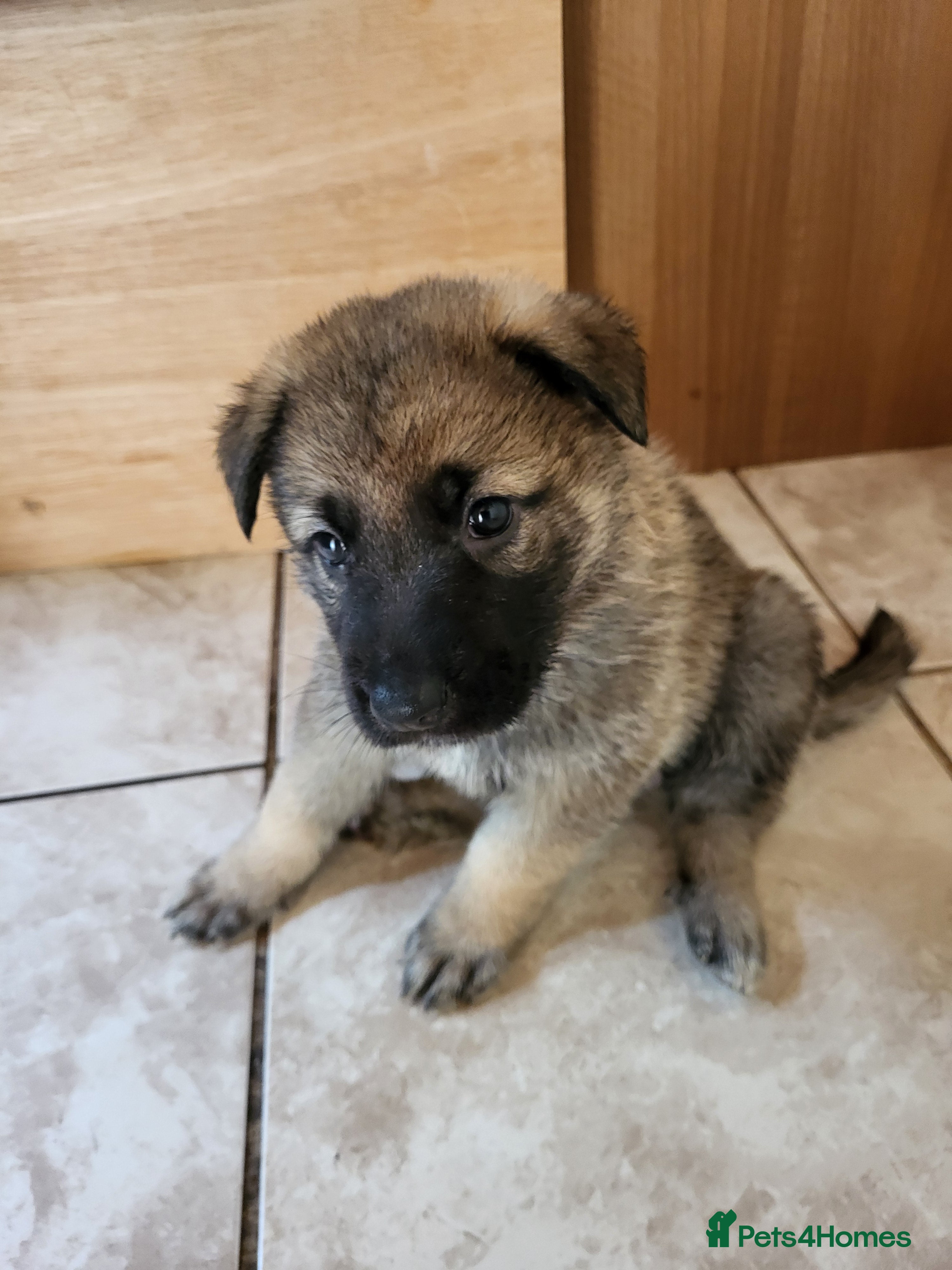 German Shepherd dogs German Shepherd pups Straight back KC registered - Advert 2
