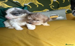 Cockapoo dogs for sale: F1 miniture cocapoos - Image 3