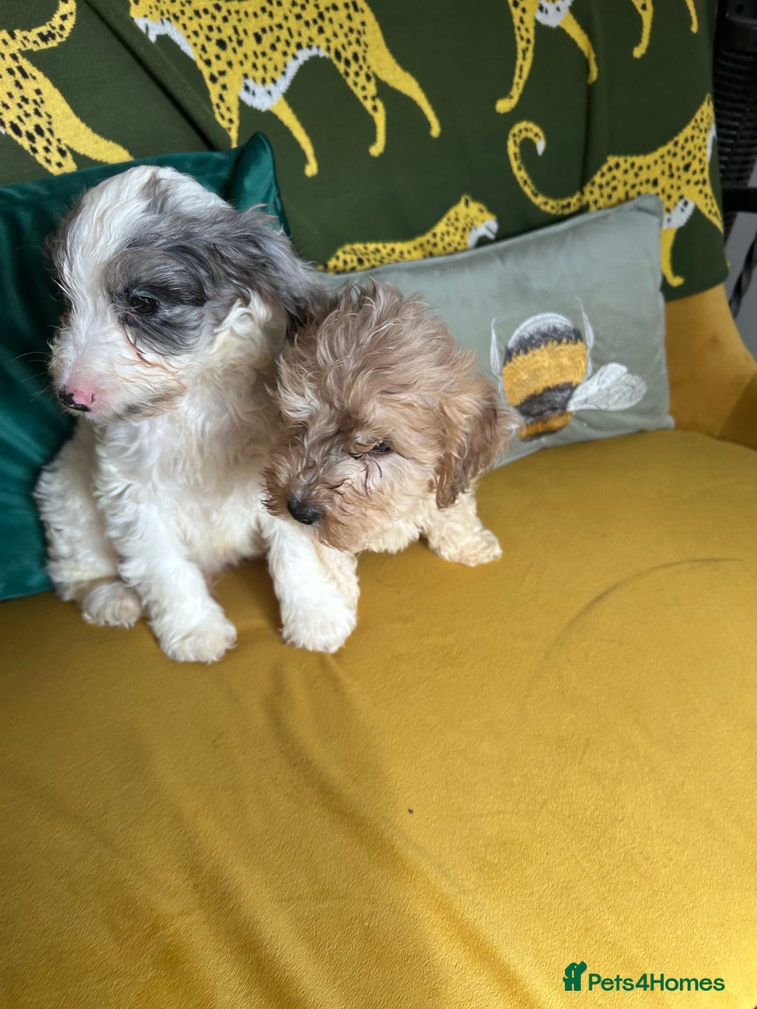 Cockapoo dogs for sale: F1 miniture cocapoos - Image 3