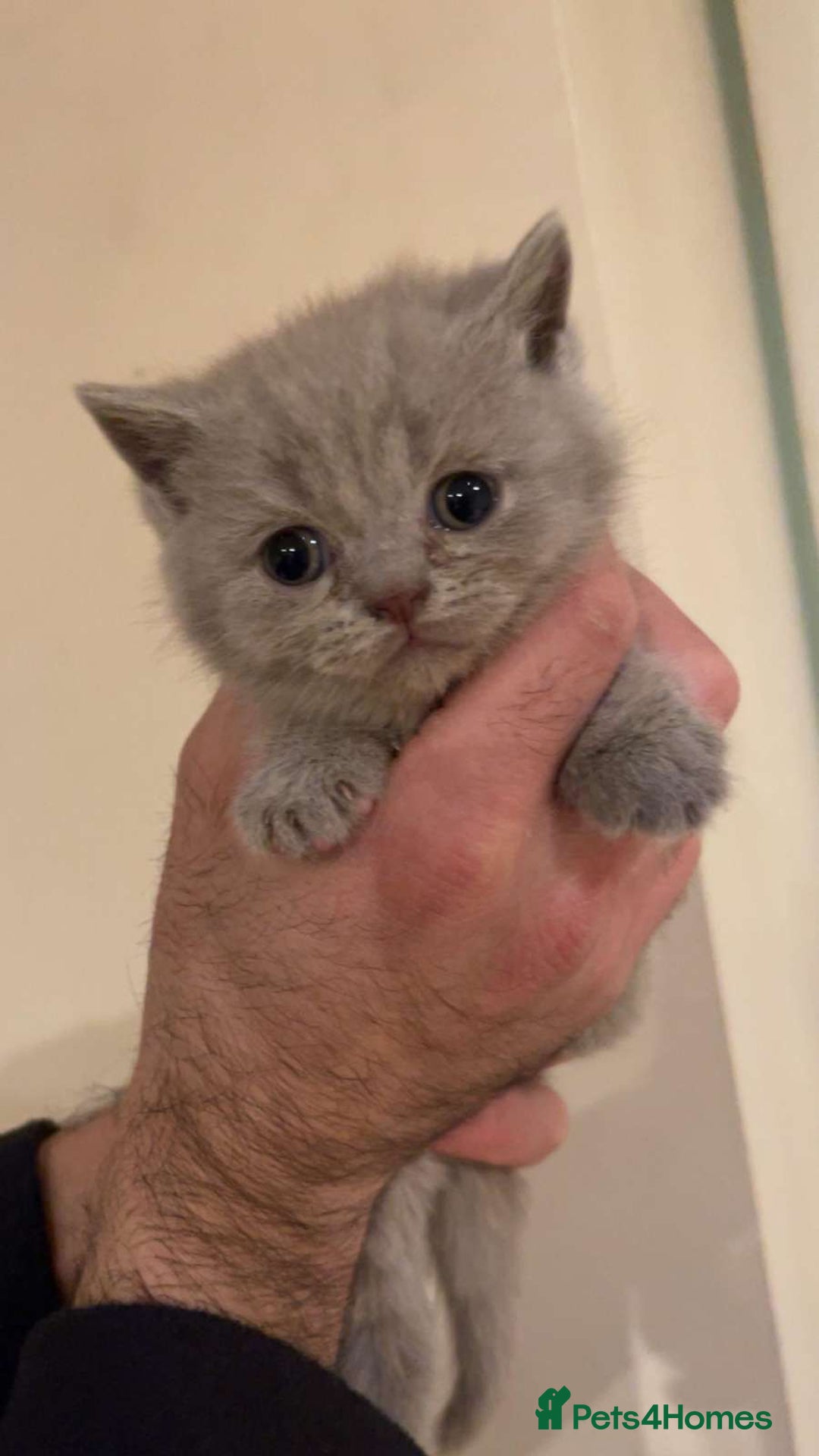 British Shorthair cats for sale: British Shorthair Kittens for Sale - Advert 7
