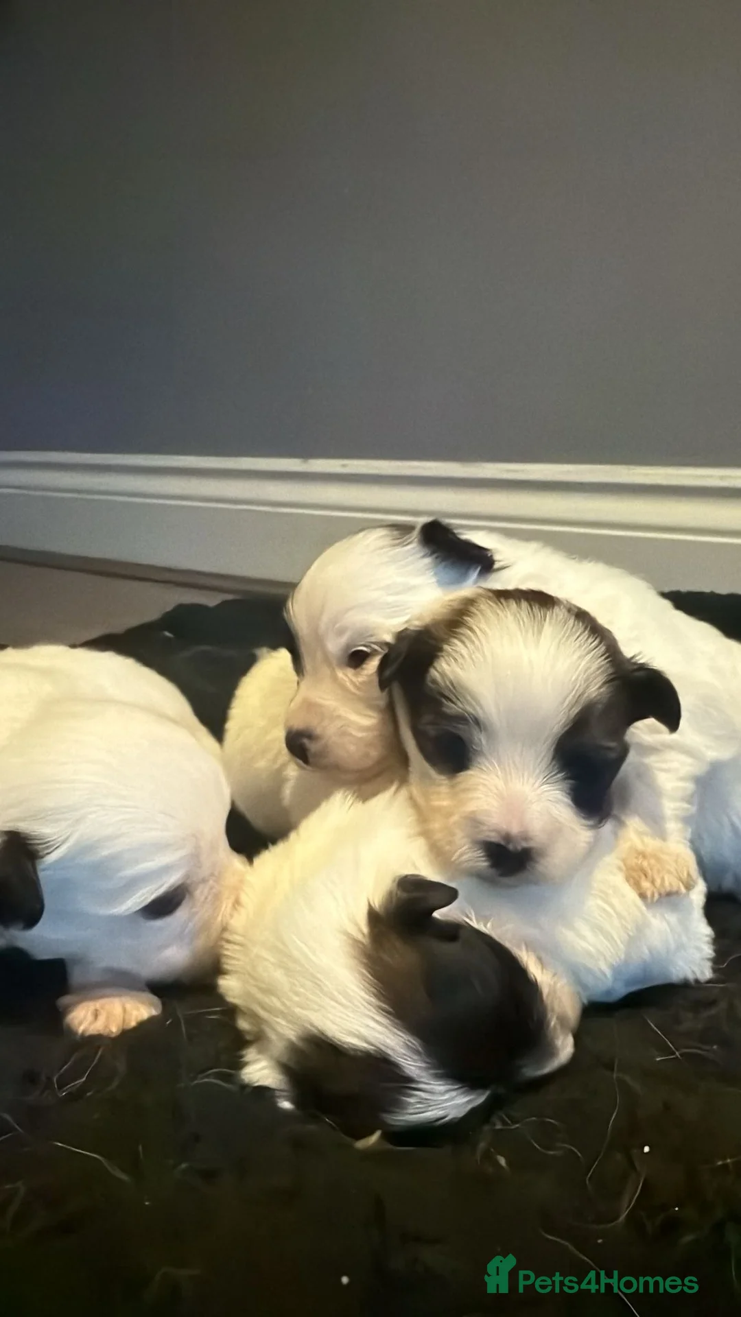 Morkie dogs for sale: 3 beautiful morkies looking for forever home  - Advert 5