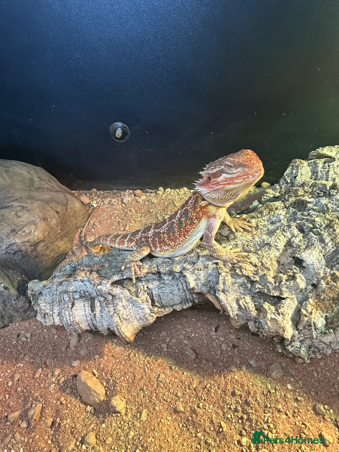 Bearded Dragon reptiles for sale: beautiful breaded dragon with set up  in Tring - Advert 2