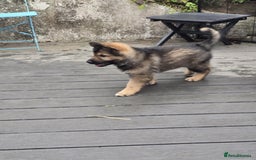 German Shepherd dogs for sale: German Shepherd Puppies  - Image 11